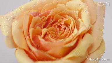凝固水珠的玫瑰花细节实拍